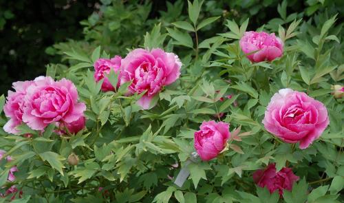 Декоративные кустарники. Красивые многолетние кустарники для декора сада