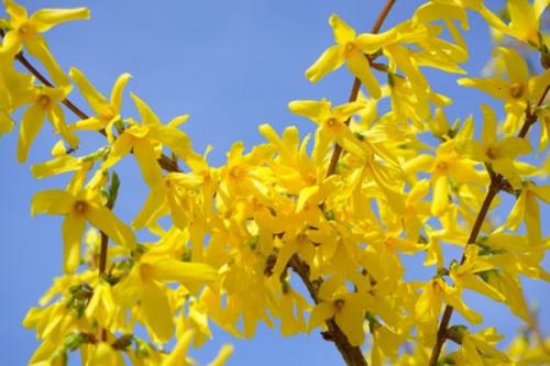 Низкие цветущие кустарники. Список красивых декоративно-цветущих кустарников для сада