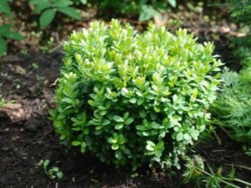 Самые красивые зимостойкие кустарники-многолетники.. Морозостойкие декоративные кустарники: виды и особенности 13 Самые красивые зимостойкие кустарники-многолетники.. Морозостойкие декоративные кустарники: виды и особенности 13