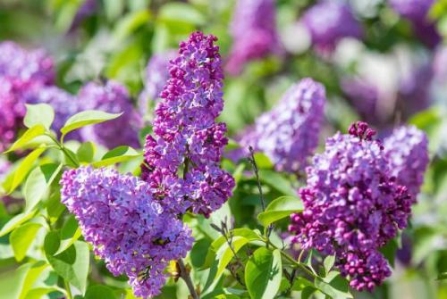 Низкие цветущие кустарники. Список красивых декоративно-цветущих кустарников для сада