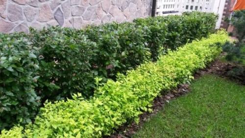 Самые красивые зимостойкие кустарники-многолетники.. Морозостойкие декоративные кустарники: виды и особенности 17 Самые красивые зимостойкие кустарники-многолетники.. Морозостойкие декоративные кустарники: виды и особенности 17