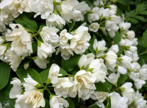 Декоративные кустарники. Красивые многолетние кустарники для декора сада