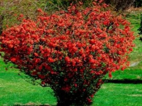 Самые красивые зимостойкие кустарники-многолетники.. Морозостойкие декоративные кустарники: виды и особенности 15 Самые красивые зимостойкие кустарники-многолетники.. Морозостойкие декоративные кустарники: виды и особенности 15