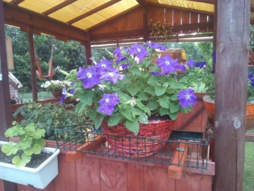 Кашпо для петуний своими руками. Как за 39 рублей делаю крепкие вазоны на 9 литров грунта для петуний. Подробный мастер-класс