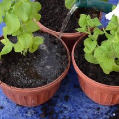 На каком расстоянии сажать петунию в кашпо. Как выбрать горшок?