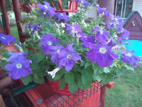 Кашпо для петуний своими руками. Как за 39 рублей делаю крепкие вазоны на 9 литров грунта для петуний. Подробный мастер-класс