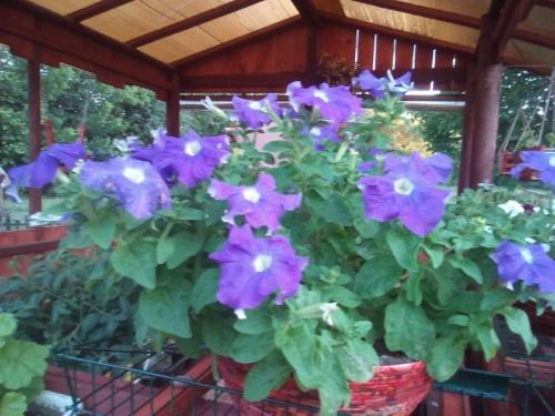 Кашпо для петуний своими руками. Как за 39 рублей делаю крепкие вазоны на 9 литров грунта для петуний. Подробный мастер-класс