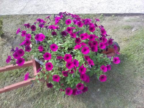 Кашпо для петуний своими руками. Как за 39 рублей делаю крепкие вазоны на 9 литров грунта для петуний. Подробный мастер-класс