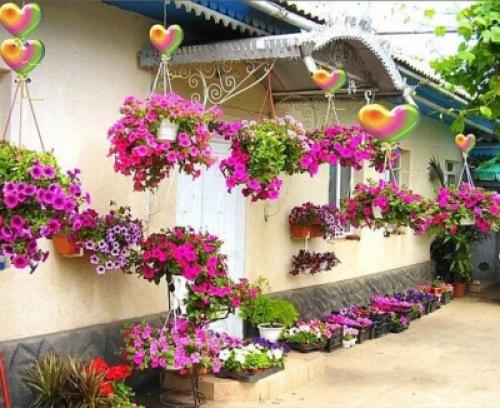 Посадка петунии в кашпо 04