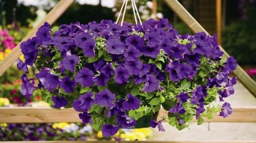 Как посадить петунию в подвесное кашпо. Петуния в кашпо: лучшие сорта, правила посадки и ухода