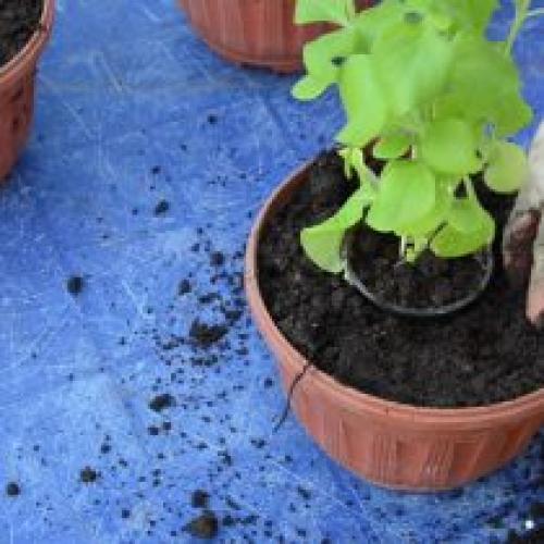 На каком расстоянии сажать петунию в кашпо. Как выбрать горшок?