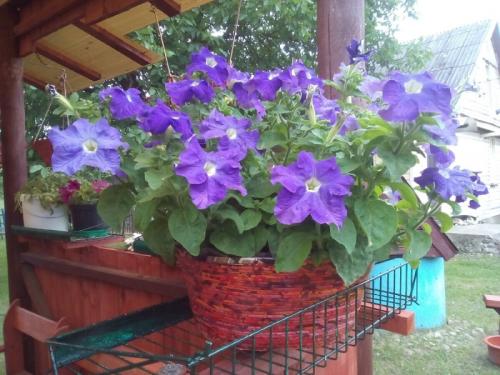 Кашпо для петуний своими руками. Как за 39 рублей делаю крепкие вазоны на 9 литров грунта для петуний. Подробный мастер-класс