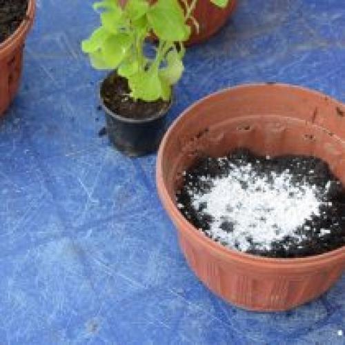 На каком расстоянии сажать петунию в кашпо. Как выбрать горшок?