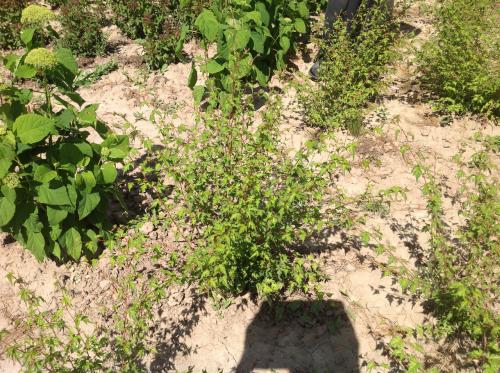 Низкорослые декоративные кустарники. Красивые низкорослые кусты, которые стоит посадить в своем саду