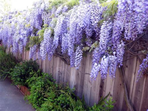 Декоративные цветущие кустарники каталог. Многолетние декоративные кустарники для дачи – названия и описания, фото