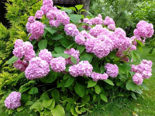 Декоративные цветущие кустарники каталог. Многолетние декоративные кустарники для дачи – названия и описания, фото