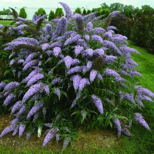 Декоративные цветущие кустарники каталог. Многолетние декоративные кустарники для дачи – названия и описания, фото