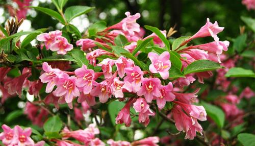 Неприхотливые декоративные кустарники для сада. Вейгела