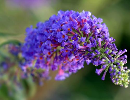 Кустарники для дачи. Декоративные зимостойкие кустарники цветущие все лето