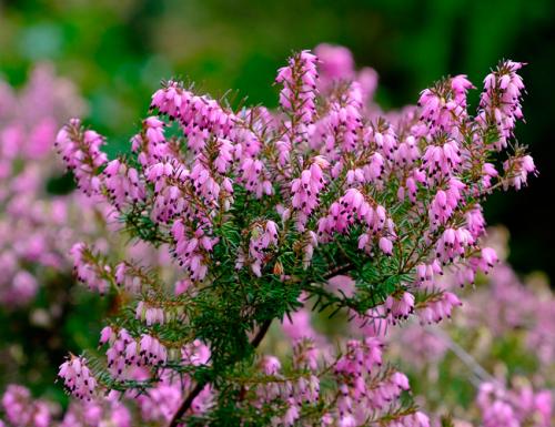 Кустарники для дачи. Декоративные зимостойкие кустарники цветущие все лето