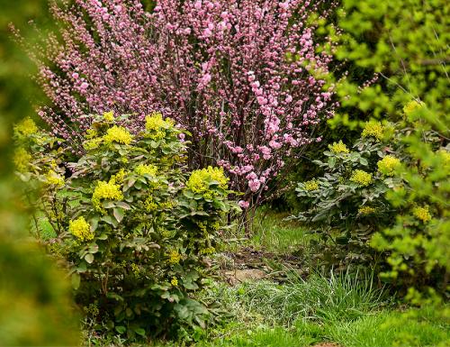 Кустарники для дачи. Декоративные зимостойкие кустарники цветущие все лето