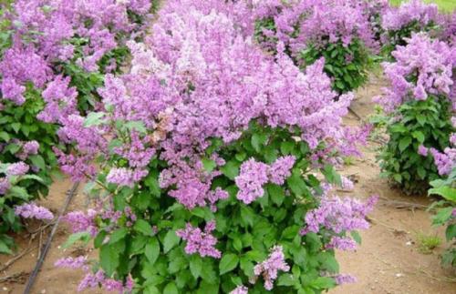 Многолетний цветущие кустарники. Сирень карликовая персидская