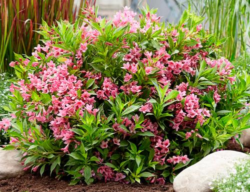 Кустарники для дачи. Декоративные зимостойкие кустарники цветущие все лето