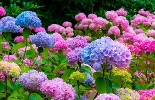 Многолетние низкорослые кустарники для клумбы. 49 зимостойких многолетних декоративных кустарников, цветущих все лето