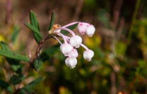 Многолетние низкорослые кустарники для клумбы. 49 зимостойких многолетних декоративных кустарников, цветущих все лето