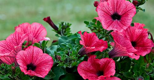 Кустарники для дачи. Декоративные зимостойкие кустарники цветущие все лето