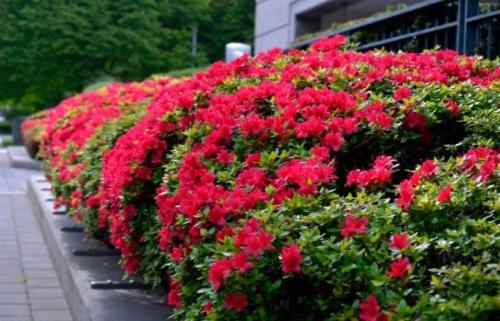 Многолетние низкорослые кустарники для клумбы. 49 зимостойких многолетних декоративных кустарников, цветущих все лето