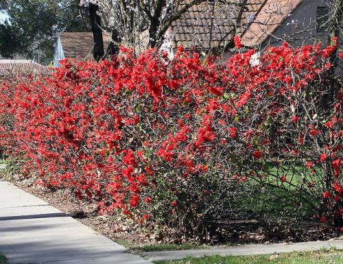 Кустарники для дачи. Декоративные зимостойкие кустарники цветущие все лето