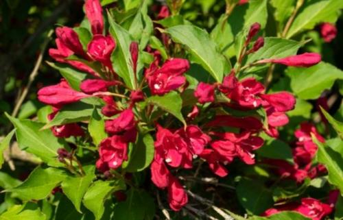 Морозоустойчивые цветущие кустарники. 49 зимостойких многолетних декоративных кустарников, цветущих все лето