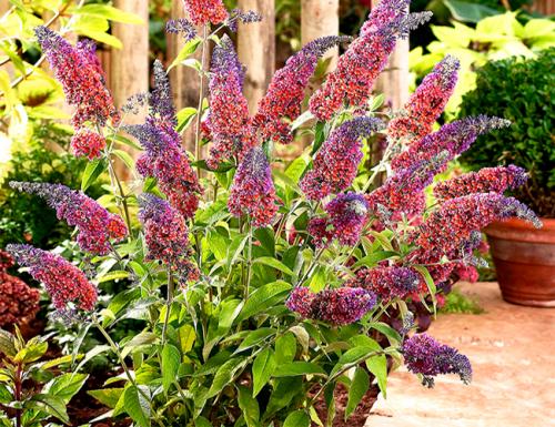 Многолетний цветущие кустарники. Декоративные зимостойкие кустарники цветущие все лето