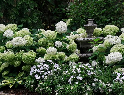 Многолетний цветущие кустарники. Декоративные зимостойкие кустарники цветущие все лето