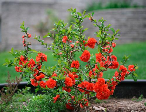 Многолетний цветущие кустарники. Декоративные зимостойкие кустарники цветущие все лето