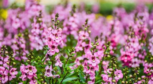 Многолетние кустарники для сада. Гортензия 32