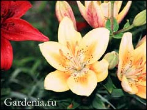 Лилии в кашпо сажаю. Как посадить лилию в горшок 01