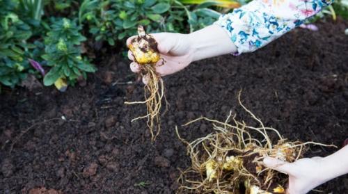 Как пересадить лилию из горшка в грунт. Когда и как правильно пересаживать лилии?