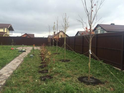 Декоративные деревья для двора. Деревья возле дома — виды которые можно и нельзя сажать. 100 фото лучших вариантов для посадки