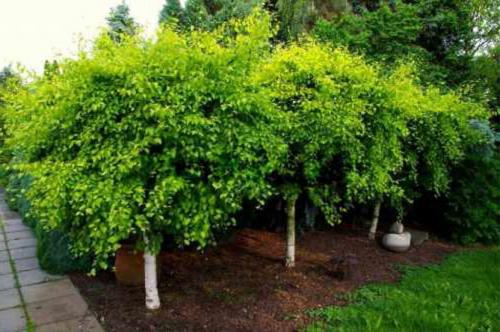 Декоративные деревья каталог. Декоративные деревья для сада – названия, описания, фото