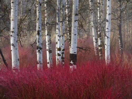 Декоративные деревья каталог. Декоративные деревья для сада – названия, описания, фото