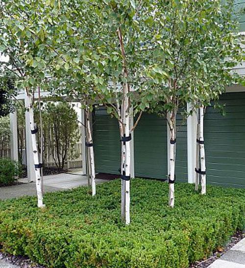 Декоративные деревья каталог. Декоративные деревья для сада – названия, описания, фото