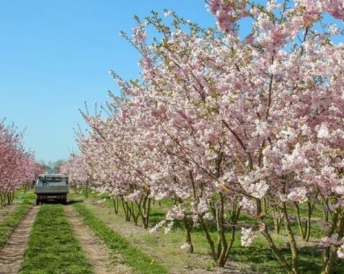Декоративные деревья названия. Какие красивые декоративные деревья посадить на участке, вдоль забора и перед домом?
