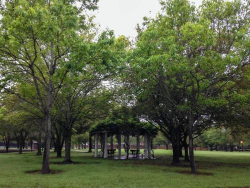 Декоративные деревья для двора. Деревья возле дома — виды которые можно и нельзя сажать. 100 фото лучших вариантов для посадки