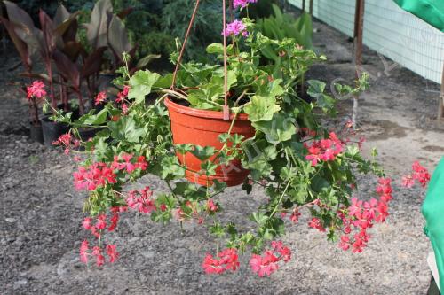 Как посадить цветок в кашпо. 