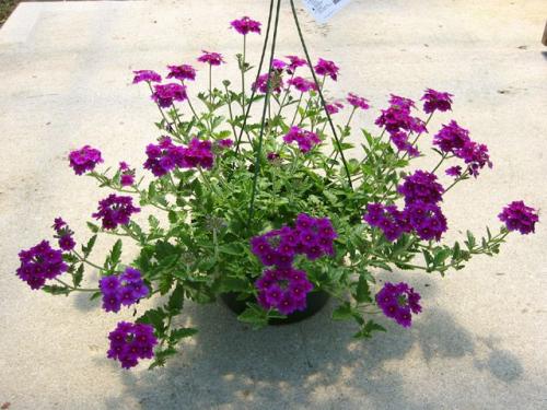 Как посадить цветок в кашпо. 