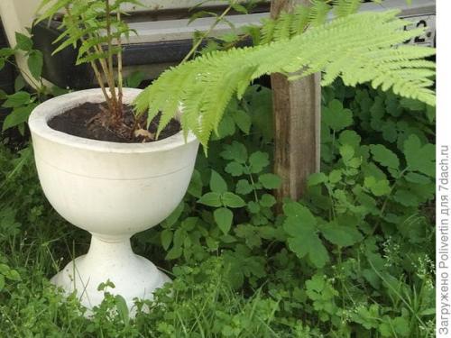 Можно ли в гипсовое кашпо сажать цветы. Вазон из гипса своими руками