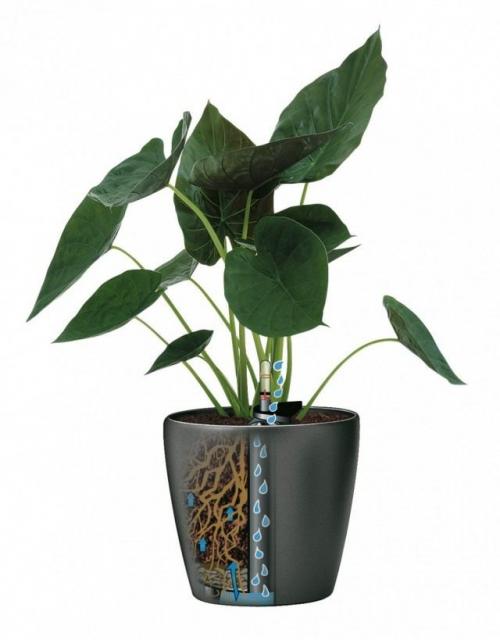 Как сажать цветы в кашпо с автополивом. Принципы работы кашпо с автополивом