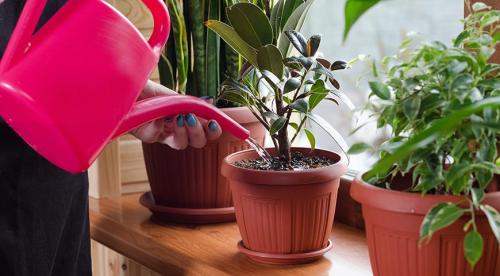 Можно ли сажать цветы в металлические горшки. Керамические горшки